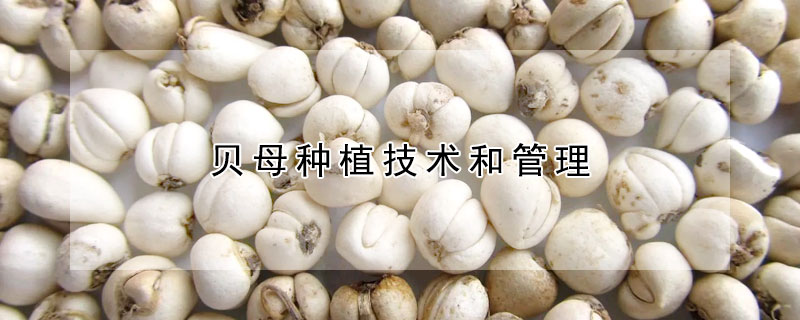 貝母種植技術和管理