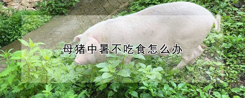 母豬中暑不吃食怎麼辦