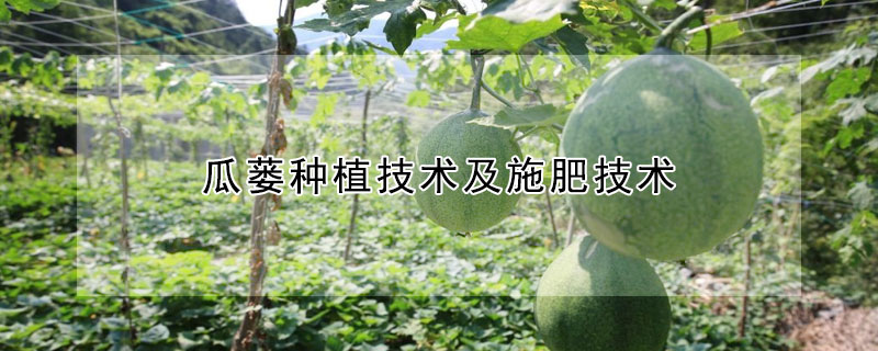 瓜蔞種植技術及施肥技術