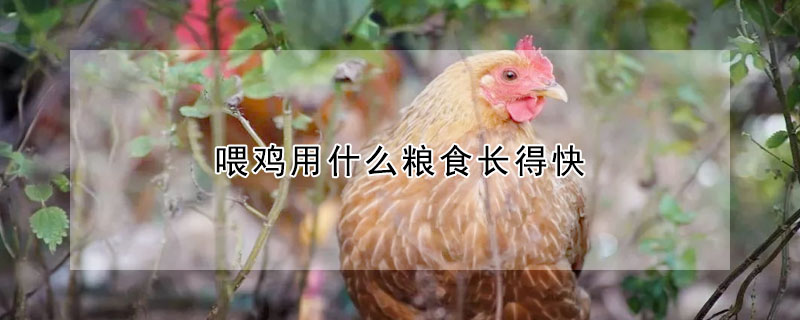 喂雞用什麼糧食長得快