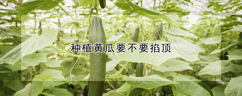 種植黃瓜要不要掐頂