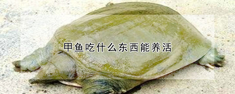 甲魚吃什麼東西能養活