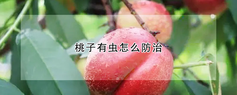 桃子有蟲怎麼防治