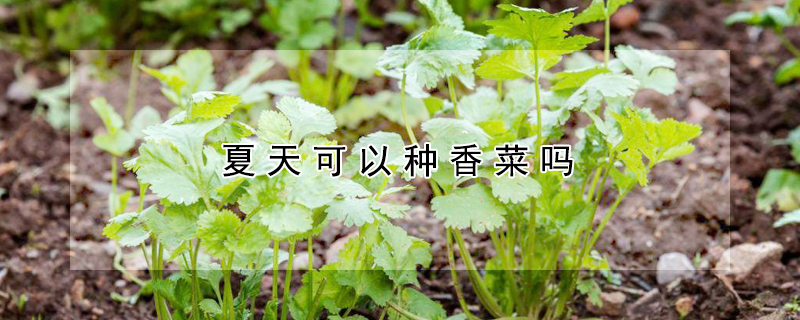 夏天可以種香菜嗎