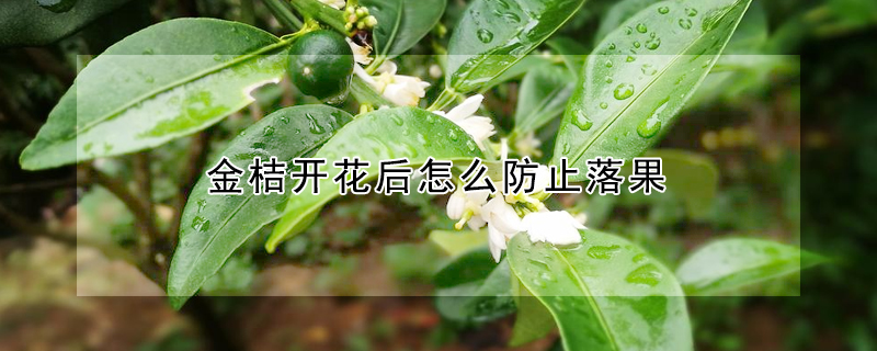 金桔開花後怎麼防止落果