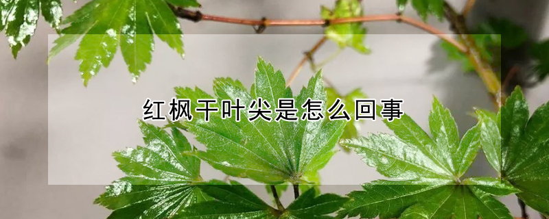 紅楓幹葉尖是怎麼回事