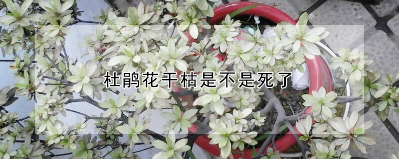 杜鵑花幹枯是不是死了