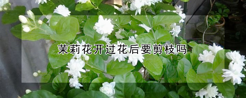 茉莉花開過花後要剪枝嗎