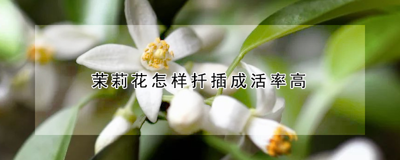 茉莉花怎樣扡插成活率高