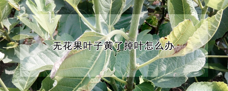 無花果葉子黃了掉葉怎麼辦