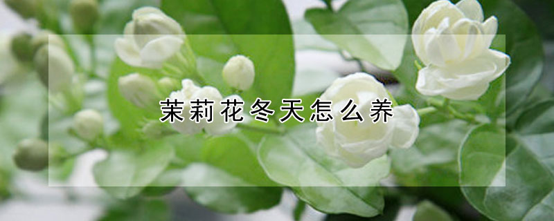 茉莉花冬天怎麼養