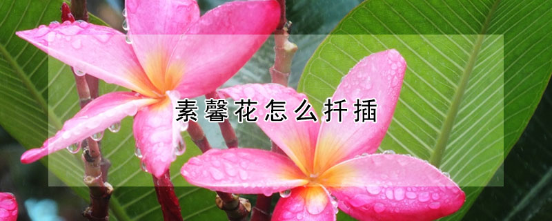 素馨花怎麼扡插