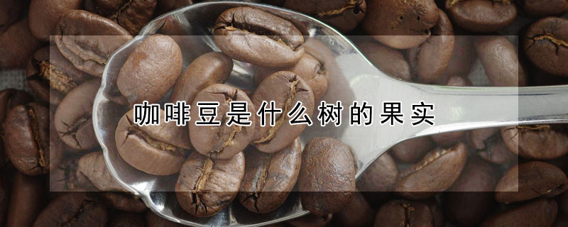 咖啡豆是什麼樹的果實