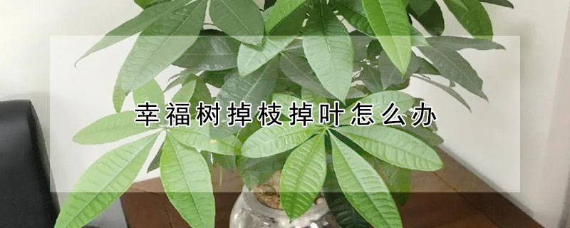 幸福樹掉枝掉葉怎麼辦