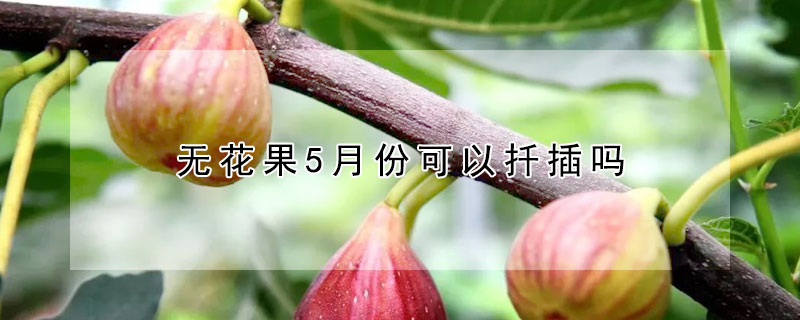 無花果5月份可以扡插嗎