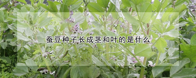 蠶豆種子長成莖和葉的是什麼