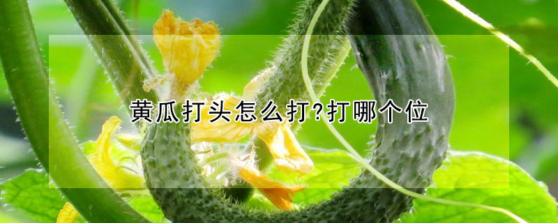 黃瓜打頭怎麼打?打哪個位