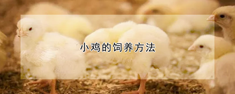 小雞的飼養方法