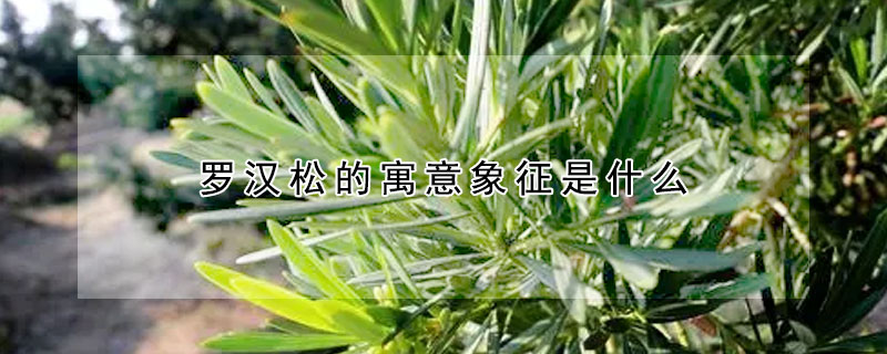 羅漢鬆的寓意象征是什麼