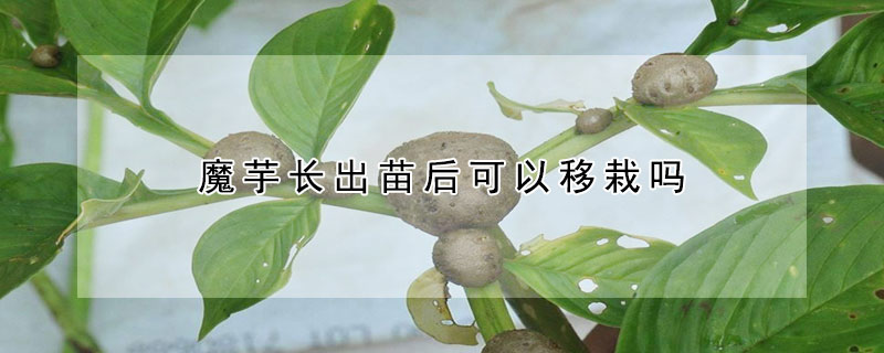 魔芋長出苗後可以移栽嗎