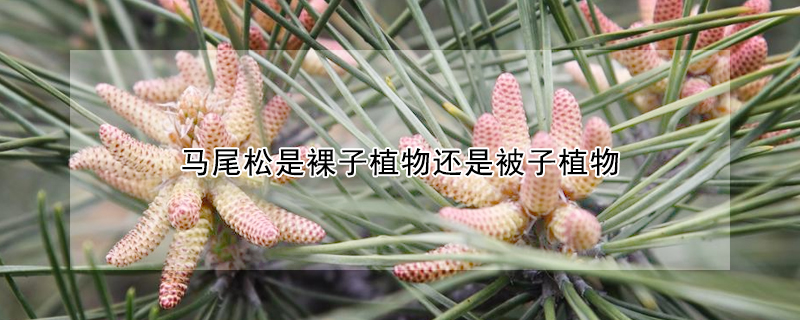 馬尾鬆是裸子植物還是被子植物