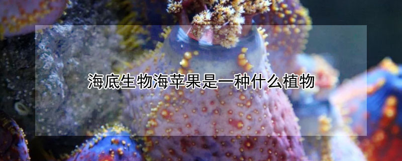 海底生物海蘋果是一種什麼植物