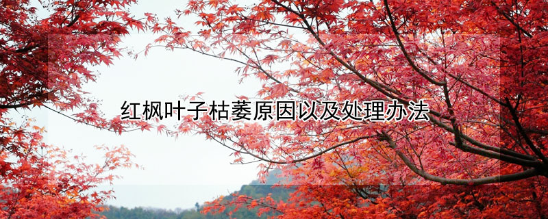 紅楓葉子枯萎原因以及處理辦法