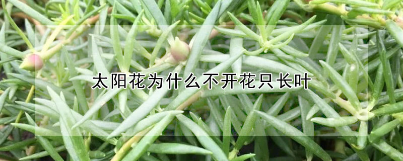 太陽花為什麼不開花隻長葉