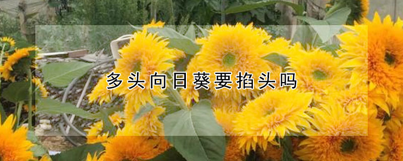 多頭向日葵要掐頭嗎