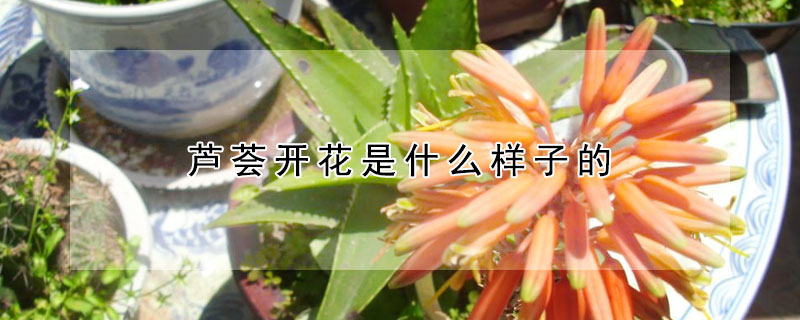 蘆薈開花是什麼樣子的