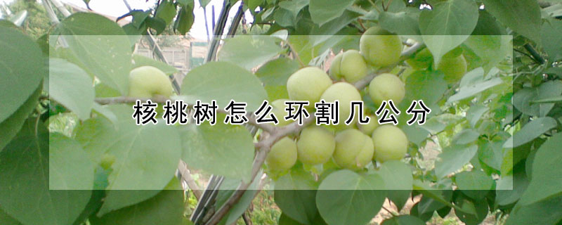 核桃樹怎麼環割幾公分