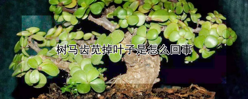 樹馬齒莧掉葉子是怎麼回事