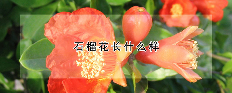 石榴花長什麼樣