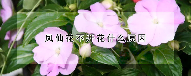 鳳仙花不開花什麼原因