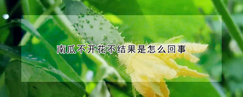 南瓜不開花不結果是怎麼回事