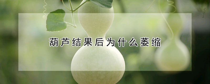 葫蘆結果後為什麼萎縮