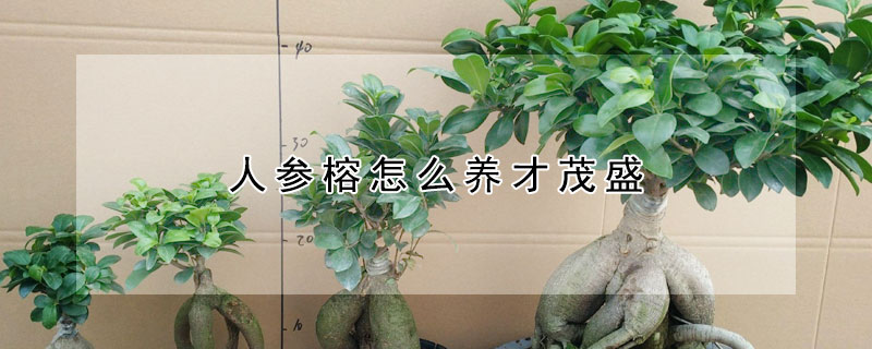 人參榕怎麼養才茂盛