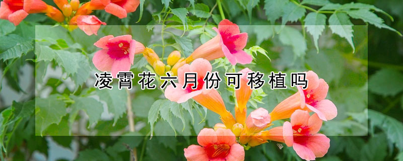 淩霄花六月份可移植嗎