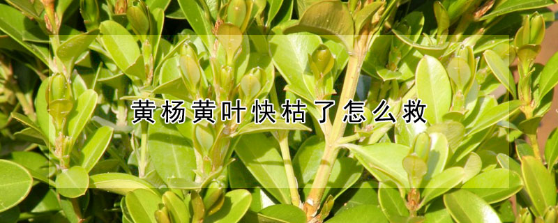 黃楊黃葉快枯了怎麼救