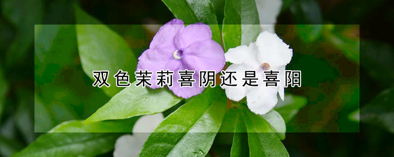 雙色茉莉喜陰還是喜陽