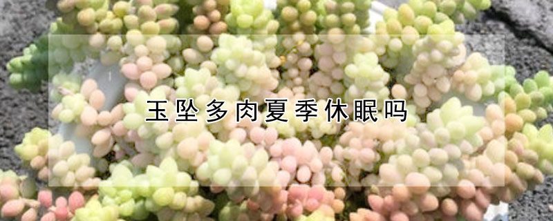 玉墜多肉夏季休眠嗎