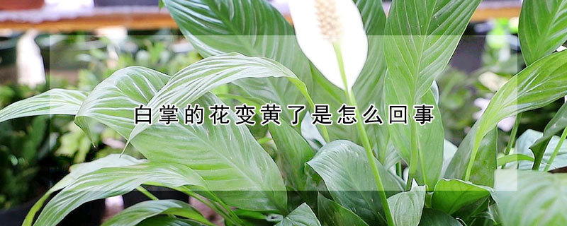 白掌的花變黃了是怎麼回事