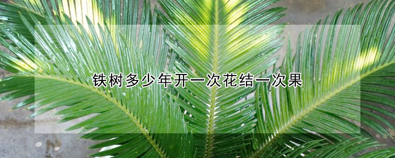 鐵樹多少年開一次花結一次果