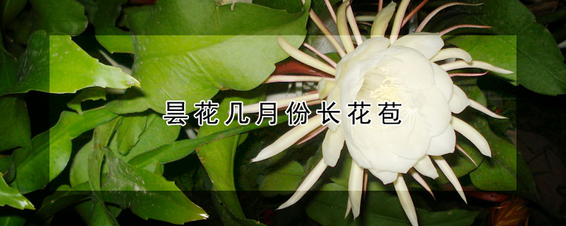 曇花幾月份長花苞