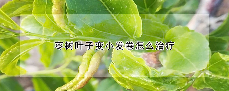 棗樹葉子變小發卷怎麼治療