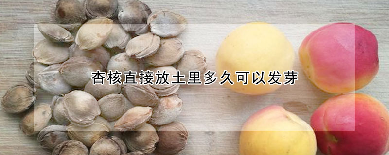 杏核直接放土裏多久可以發芽