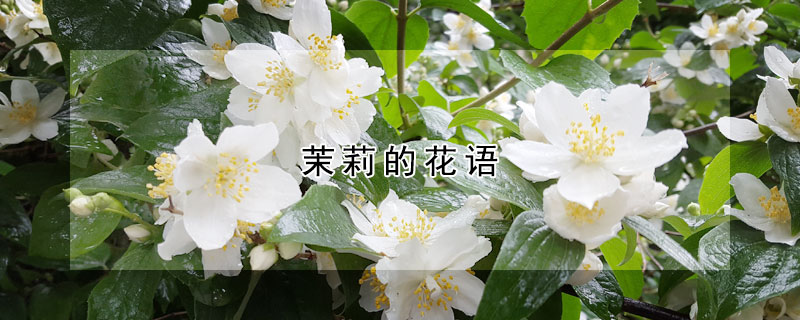 茉莉的花語