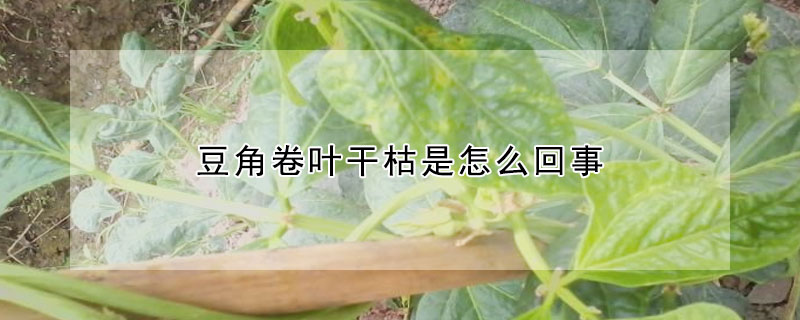 豆角卷葉幹枯是怎麼回事