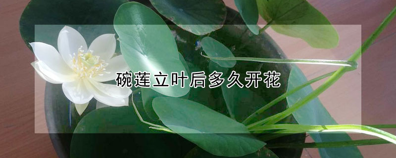 碗蓮立葉後多久開花