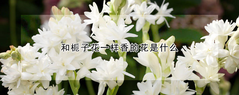 和梔子花一樣香的花是什麼